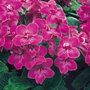 Streptocarpus 'Bristol's Very Best'