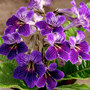 Streptocarpus 'Minnie'