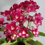 Streptocarpus 'Adele'