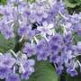 Streptocarpus 'Bethan'