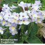 Streptocarpus 'Charlotte'