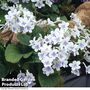 Streptocarpus 'Gwen'