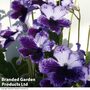 Streptocarpus 'Katie'