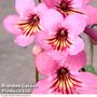 Streptocarpus 'Sadie'