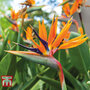 Strelitzia 'Bird of Paradise'