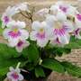 Streptocarpus 'Myfanwy'