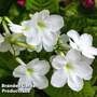 Streptocarpus 'Albatross'