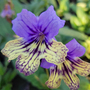 Streptocarpus 'Alexis'