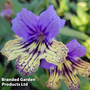 Streptocarpus 'Alexis'