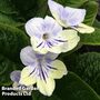 Streptocarpus 'Anwen'