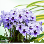 Streptocarpus 'Betty'