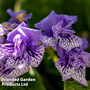 Streptocarpus 'Blue Frills'