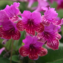 Streptocarpus 'Cariad'