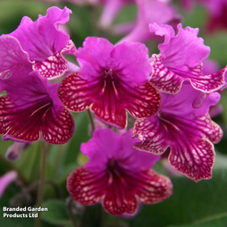 Streptocarpus 'Cariad'