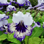 Streptocarpus 'Carnival'