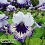 Streptocarpus 'Carnival'