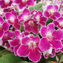 Streptocarpus 'Faith'