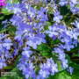 Streptocarpus 'Falling Stars'