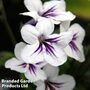 Streptocarpus 'Freya'