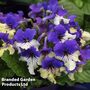 Streptocarpus 'Harlequin Purple'