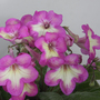 Streptocarpus 'Isla'