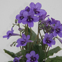 Streptocarpus 'Lucille'