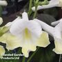 Streptocarpus 'Luna'
