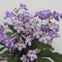 Streptocarpus 'Mabel'