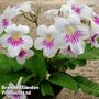 Streptocarpus 'Myfanwy'