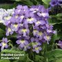 Streptocarpus 'Natalie'