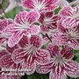 Streptocarpus 'Polka-Dot Red'