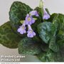 Streptocarpus 'Pretty Turtle'