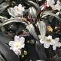 Strobilanthes anisophyllus 'Assam'