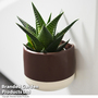 Succulent in Magnetic Brown Ceramic