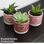 Succulent in Two-Toned Heart Embossed Ceramic Pot