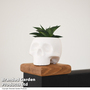 Halloween Succulent in Skull Pot