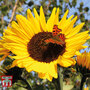 Sunflower 'Russian Giant' - Seeds