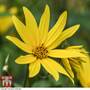 Sunflower maximiliani 'Early Bird' - Seeds