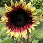 Sunflower 'Ruby Eclipse' F1 - Seeds