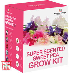 Super Scented Sweet Pea Growing Kit