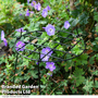 Garden Gear - Round Grow Through Grid Support