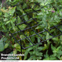 Garden Gear - Rectangle Grow Through Grid Support