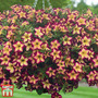 Petunia 'Surfinia Star Burgundy'