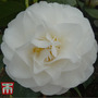 Camellia 'Swan Lake'