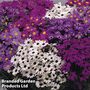 Brachyscome iberidifolia 'Bravo' - Easy Grow Seed Range