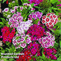 Sweet William 'Barbarini'