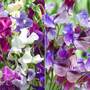 Sweet Pea Duo