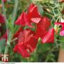 Sweet Pea 'Winston Churchill' - Seeds