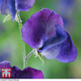 Sweet Pea 'King Size Navy Blue' - Seeds