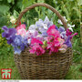 Sweet Pea 'Sweet Dreams Mixed'